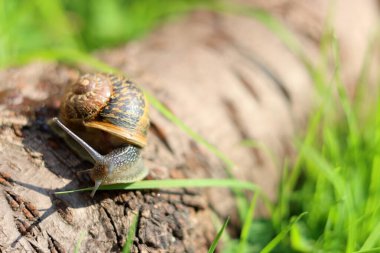 Bahçedeki bir kütükte sürünen salyangoz. Sığ alan derinliği.