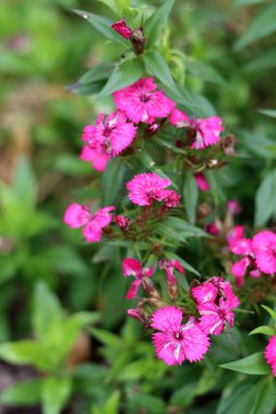 Bahçedeki güzel pembe karanfiller. Sığ alan derinliği.