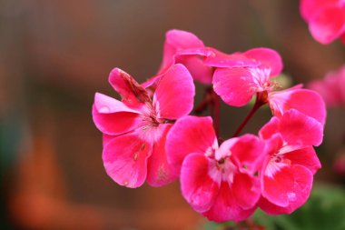 Bahçede pembe sardunya çiçekleri, fotoğrafın yakın çekimi.