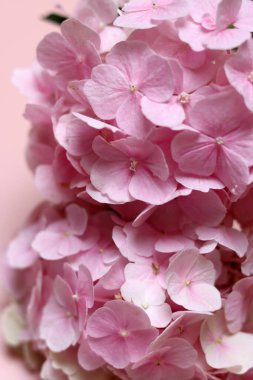 Pembe arka planda pembe ortanca. Çiçek yapraklarının yakın fotoğrafını çek. 