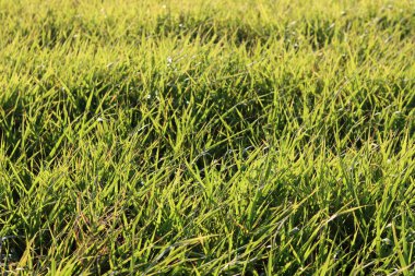 Sabah ışığında çim tarlası. Doğal arka plan ve doku. Güneşli bir günde çayırdaki yeşil çimenler. Doğal arkaplan.