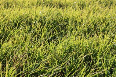 Sabah ışığında çim tarlası. Doğal arka plan ve doku. Güneşli bir günde çayırdaki yeşil çimenler. Doğal arkaplan.