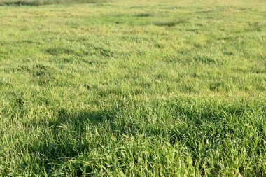 Sabah ışığında çim tarlası. Doğal arka plan ve doku. Güneşli bir günde çayırdaki yeşil çimenler. Doğal arkaplan.