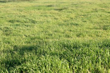 Sabah ışığında çim tarlası. Doğal arka plan ve doku. Güneşli bir günde çayırdaki yeşil çimenler. Doğal arkaplan.