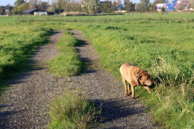 Tarlada yürüyüşe çıkmış bir köpek. Labrador Retriever yakın plan fotoğrafı. Kırsal kesimde bir yolda koşan bir köpek. Tarladaki köpek..