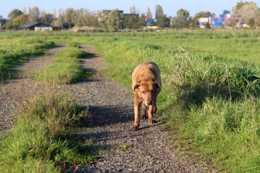 Tarlada yürüyüşe çıkmış bir köpek. Labrador Retriever yakın plan fotoğrafı. Kırsal kesimde bir yolda koşan bir köpek. Tarladaki köpek..