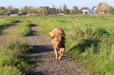 Tarlada yürüyüşe çıkmış bir köpek. Labrador Retriever yakın plan fotoğrafı. Kırsal kesimde bir yolda koşan bir köpek. Tarladaki köpek..