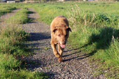 Tarlada yürüyüşe çıkmış bir köpek. Labrador Retriever yakın plan fotoğrafı. Kırsal kesimde bir yolda koşan bir köpek. Tarladaki köpek..