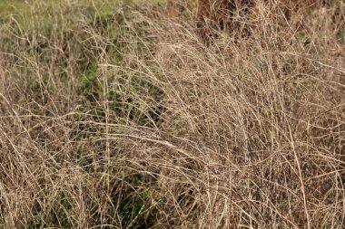 Sonbaharda kuru çimenler. Tasarım için soyut arkaplan ve doku.