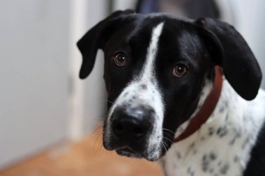 Kameraya bakan siyah beyaz melez bir köpeğin portresi.