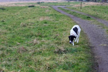 Çayırda koşan İngiliz işaret köpeği. Mutlu evcil hayvanın hayat konsepti. Hollanda 'da İlkbahar.
