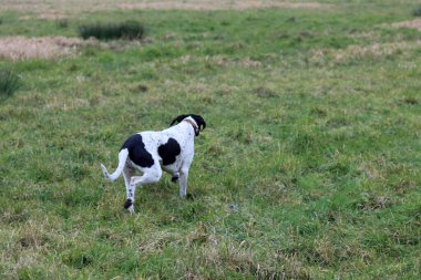 Çayırda koşan İngiliz işaret köpeği. Mutlu evcil hayvanın hayat konsepti. Hollanda 'da İlkbahar.