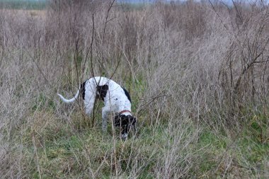 Genç siyah ve beyaz noktalı köpek tarlada yürüyor. Hayvan egzersizi konsepti. 