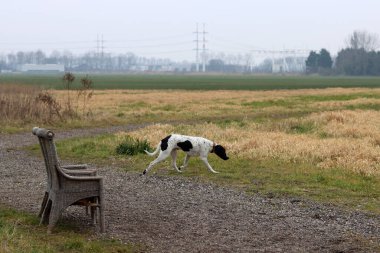 Çayırda koşan İngiliz işaret köpeği. Mutlu evcil hayvanın hayat konsepti. Hollanda 'da İlkbahar.