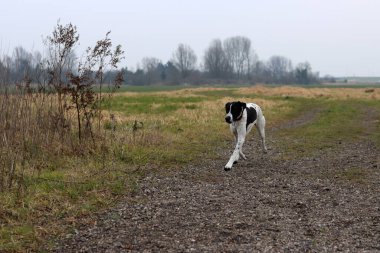 Çayırda koşan İngiliz işaret köpeği. Mutlu evcil hayvanın hayat konsepti. Hollanda 'da İlkbahar.