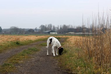 Genç siyah ve beyaz noktalı köpek tarlada yürüyor. Hayvan egzersizi konsepti. 