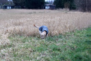 Genç Labrador Retriever köpeği kırsalda yürüyüşe çıkmış. Sağlıklı aktif hayvan konsepti. 