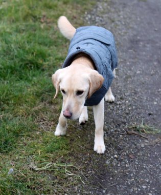 Labrador Retriever 'ın mavi ceketli portresi kırsalda yürüyor.