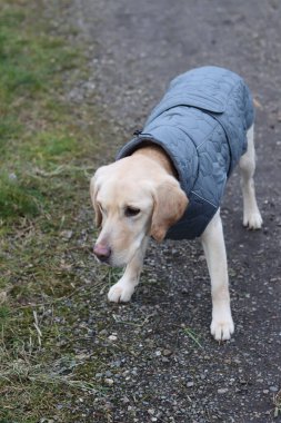 Labrador Retriever 'ın mavi ceketli portresi kırsalda yürüyor.