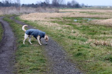 Labrador Retriever kışlık ceketle parkta yürüyordu. Sıcak yelek giyen sevimli genç bir köpek. Sağlıklı hayvan konsepti. 