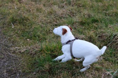 Jack Russell kuru otlu bir tarlada teriyer köpeği.