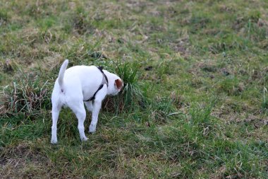 Jack Russell kuru otlu bir tarlada teriyer köpeği.