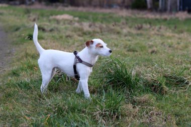 Jack Russell kuru otlu bir tarlada teriyer köpeği.