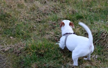 Jack Russell kuru otlu bir tarlada teriyer köpeği.