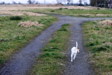 Jack Russell Terrier kırsalda koşuyor.
