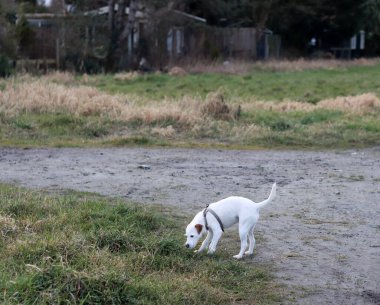 Jack Russell kuru otlu bir tarlada teriyer köpeği.