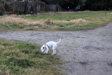 Jack Russell kuru otlu bir tarlada teriyer köpeği.