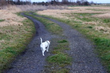 Jack Russell Terrier kırsalda koşuyor.