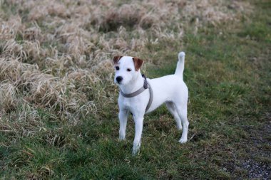 Jack Russell Terrier köpek yavrusu sahada koşuyor. Seçici odak.