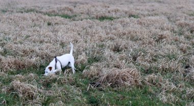 Jack Russell kuru otlu bir tarlada teriyer köpeği.
