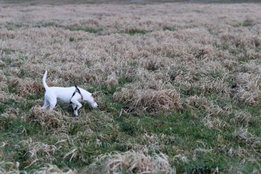 Jack Russell kuru otlu bir tarlada teriyer köpeği.