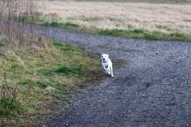 Jack Russell Terrier kırsalda koşuyor.