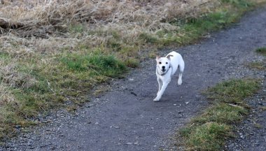 Jack Russell Terrier kırsalda koşuyor.