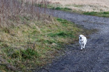 Jack Russell Terrier köpek yavrusu sahada koşuyor. Seçici odak.