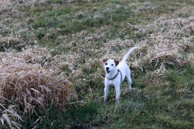 Jack Russell Terrier köpek yavrusu sahada koşuyor. Seçici odak.