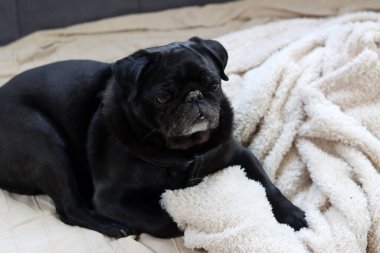 Siyah köpek yatakta uzanıyor ve kameraya bakıyor. Brachycephalic köpek ürüyor.. 