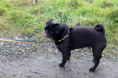 Yürüyüşe çıkmış sevimli siyah pug. Küçük bir köpeğin yakın portresi..