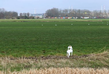 Jack Russell kuru otlu bir tarlada teriyer köpeği.