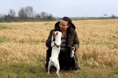 Köpek eğitimi konsepti. Genç bir kadın buğday tarlasında Jack Russell Terrier ile oynuyor.