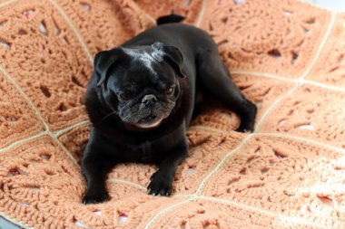 Siyah köpek yatakta uzanıyor ve kameraya bakıyor. Brachycephalic köpek ürüyor.. 