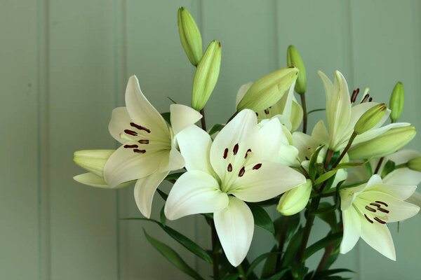 Bouquet of white lilies on a green wall background.