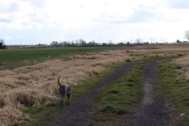 Tarlada yürüyen yeşil koşumlu Weimaraner köpeği..