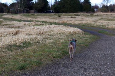 Tarlada yürüyen yeşil koşumlu Weimaraner köpeği..