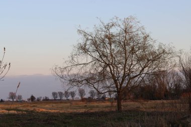 Baharın erken saatlerinde günbatımında bir tarlanın kenarındaki ağaçlar