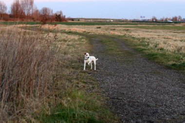 Jack Russell Terrier sonbahar parkında koşuyor. Seçici odak.