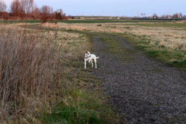 Jack Russell Terrier sonbahar parkında koşuyor. Seçici odak.